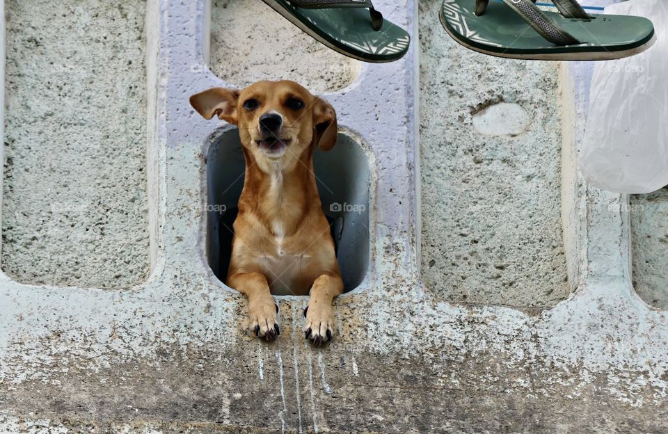 
Dogs of the USA - Foap Missions - Dogs are the canine companions who have shared our lives for millennia. How much is that doggy in the window? 