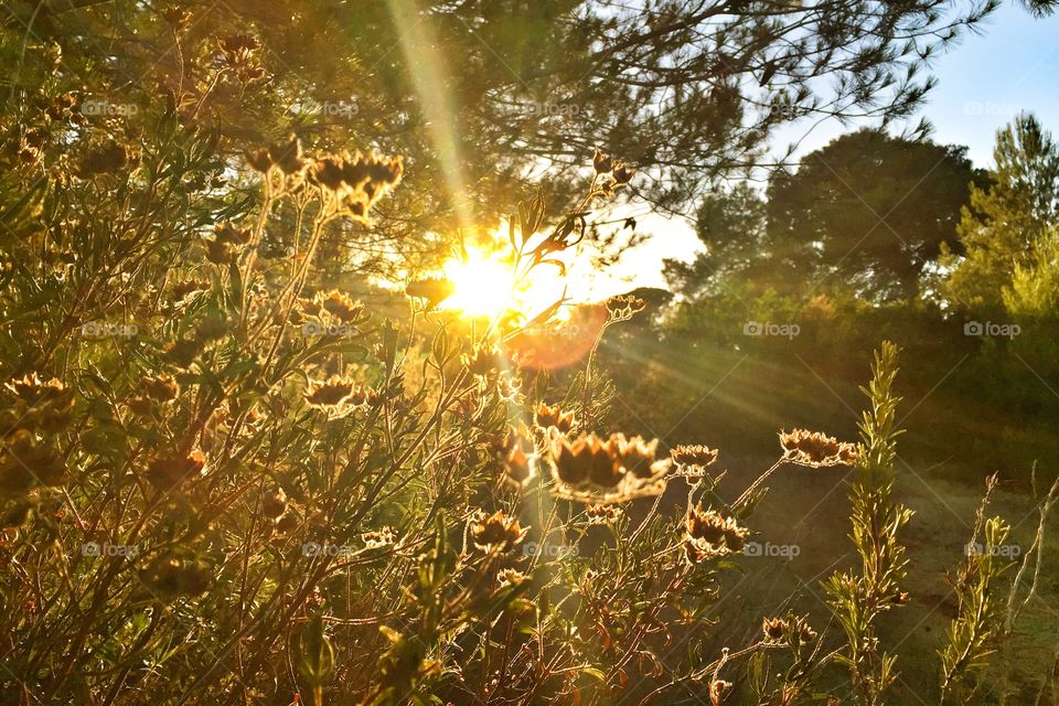 Light through the trees
