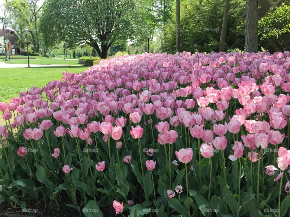 Tulips. Tulips
