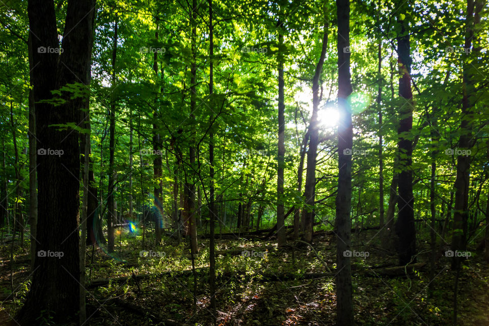 Sunlight through trees in forest