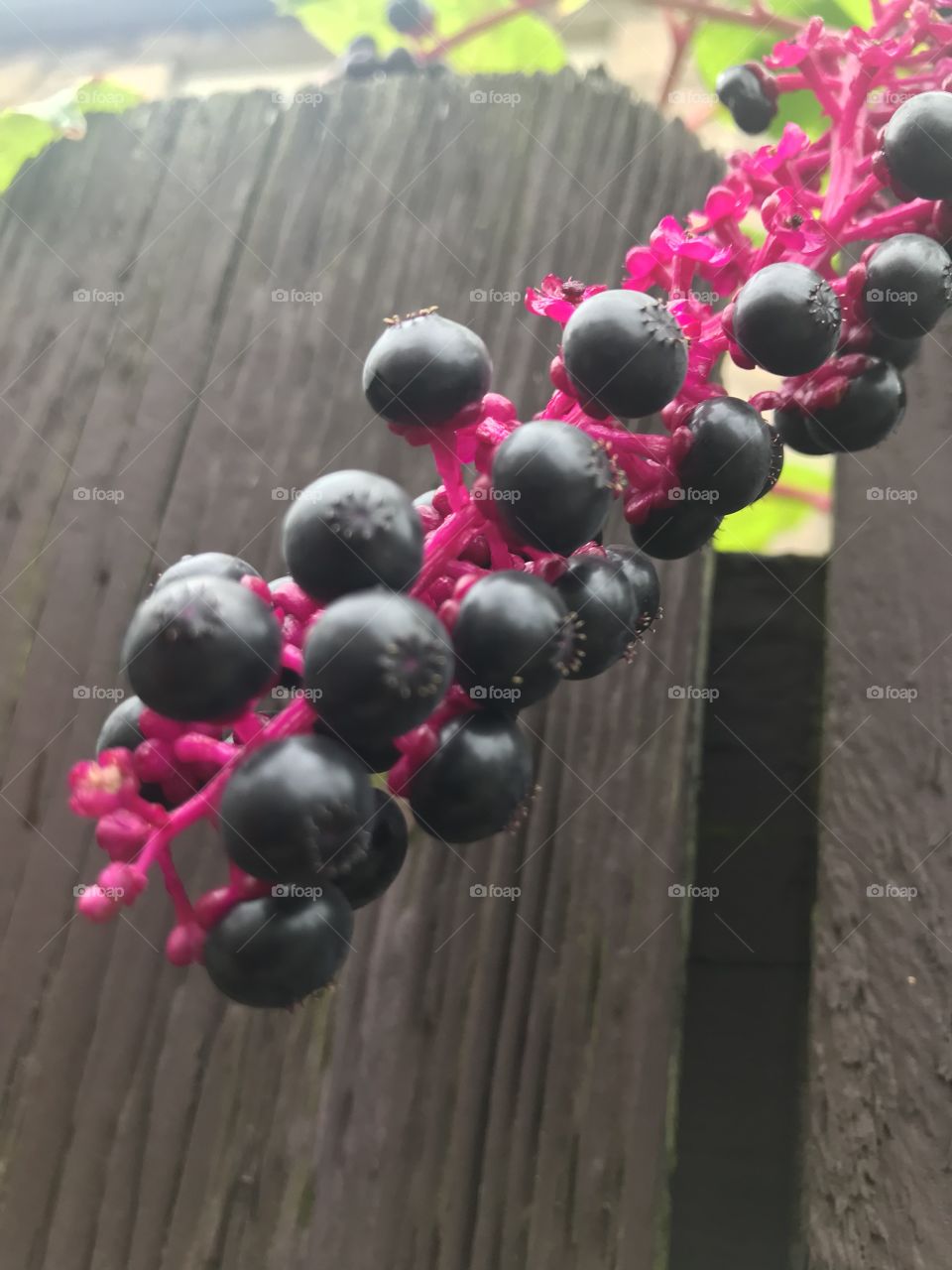 Berries 