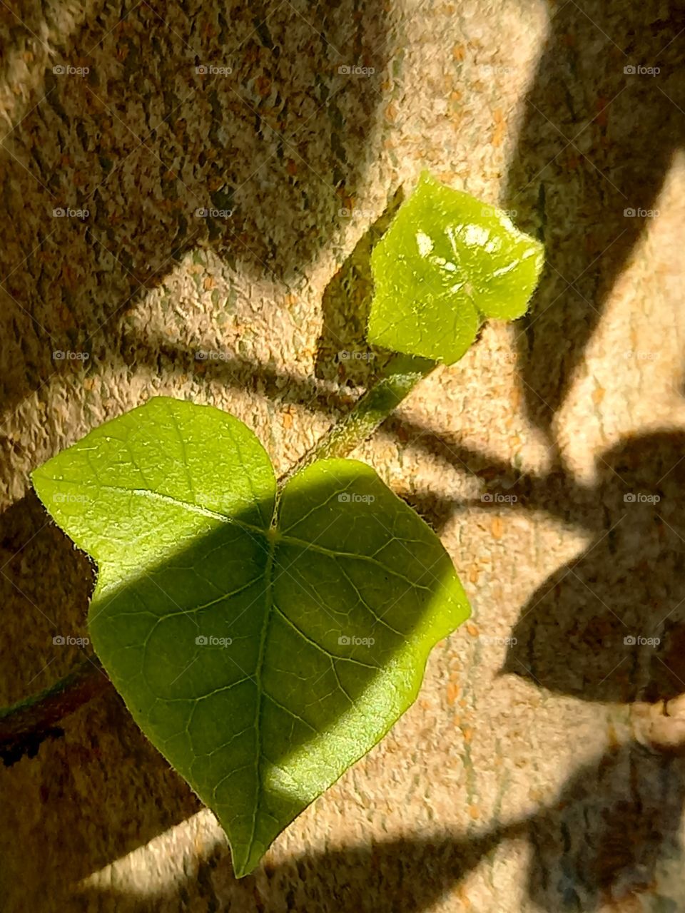 shadows nature