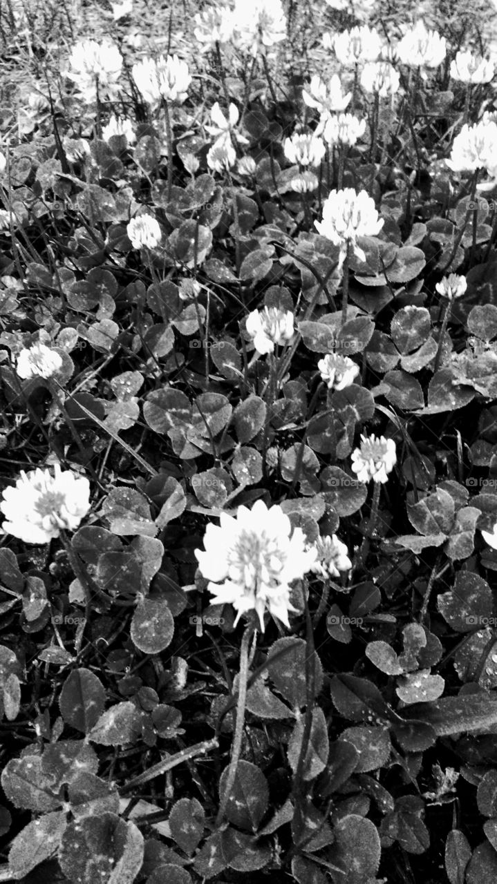 clover power spring