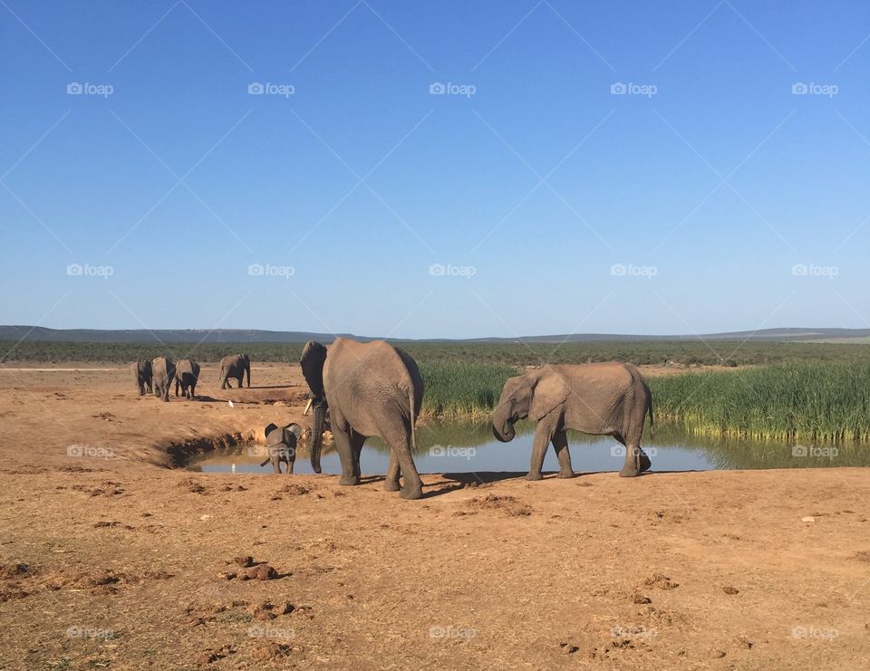 A herd of South African elephants gathering by the watering hole.