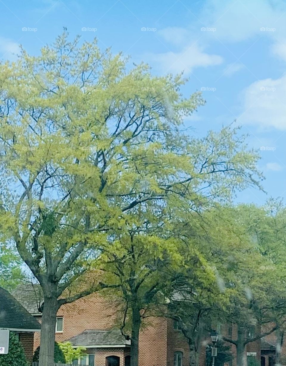 Spring trees