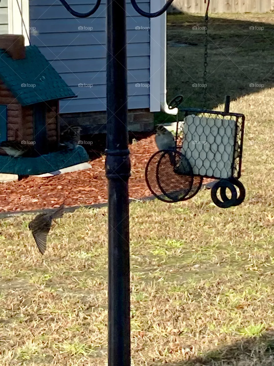 Bird flying away from bird feeder