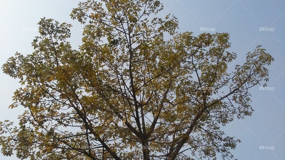 A beautiful scene of trees in the forest.