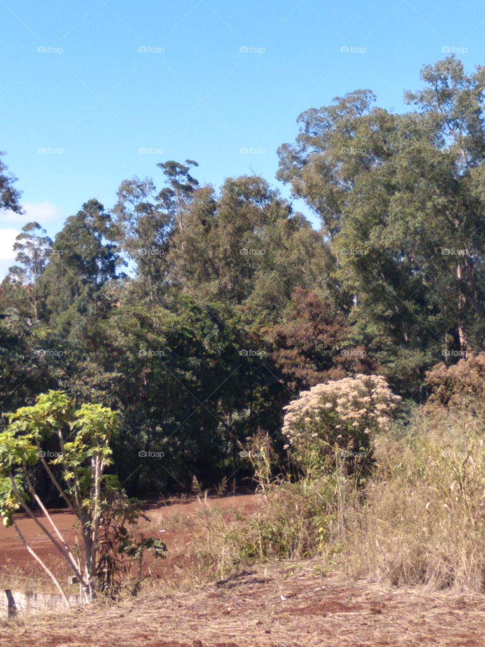 Floresta aqui perto se casa, Cafelândia, Paraná, Brasil