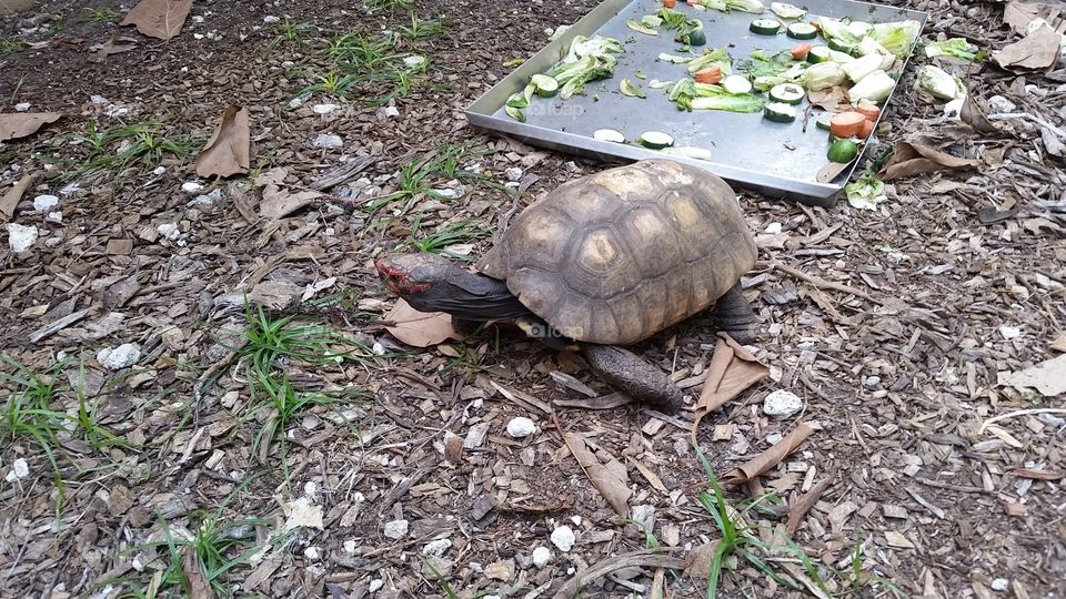 Nature, Turtle, Environment, No Person, Leaf