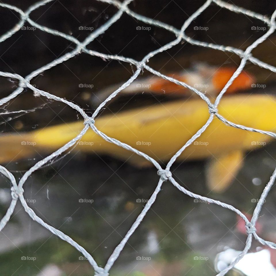 koi fish in the pond