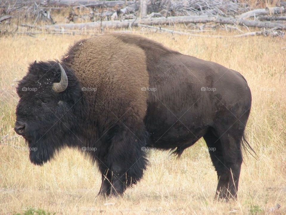 Bison