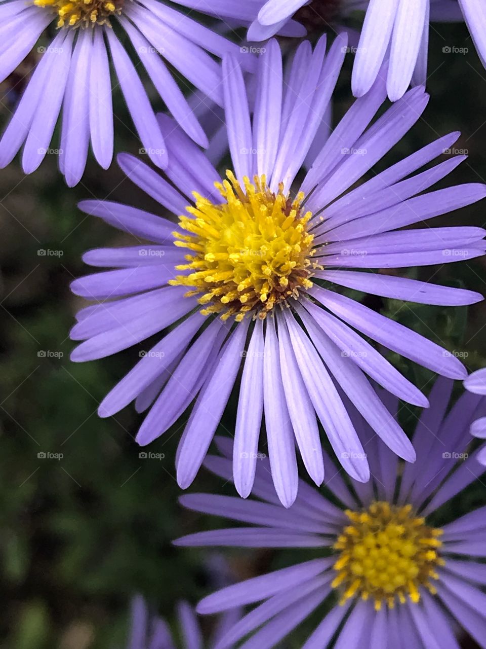 Purple daisy 