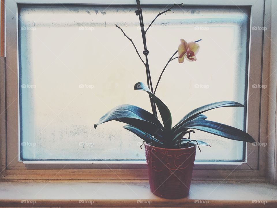 New Orchid bloom, Spring is coming!