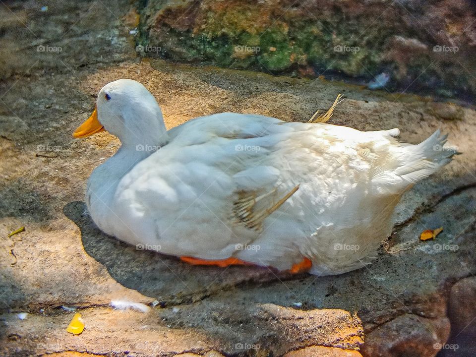 White Duck
