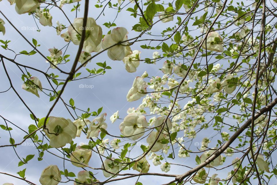 Cornus kousa, china girl.  Close up of branch with beautiful white flowers under a cloudy sky