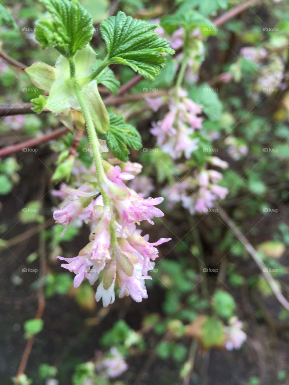 Pink plants 