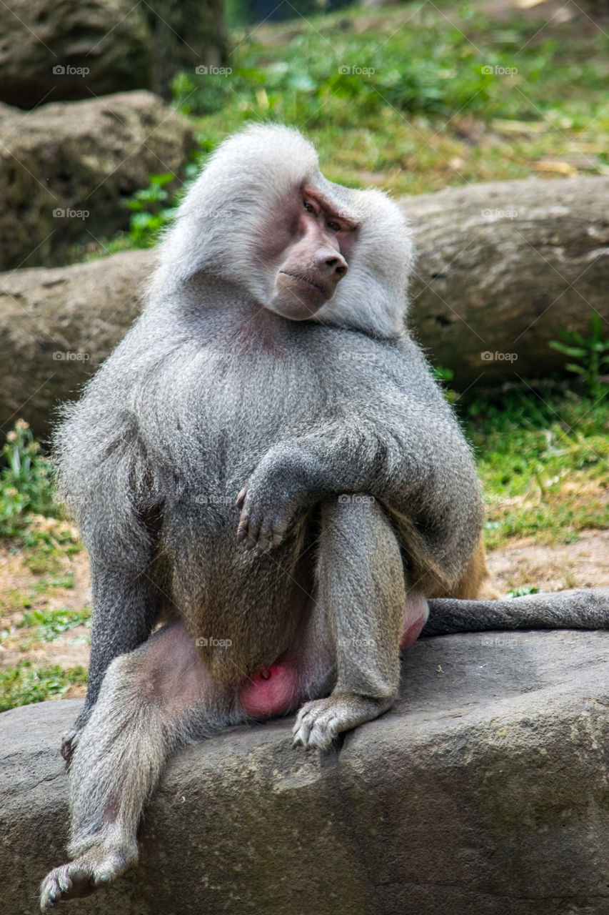 male baboon displaying on my tree trunk