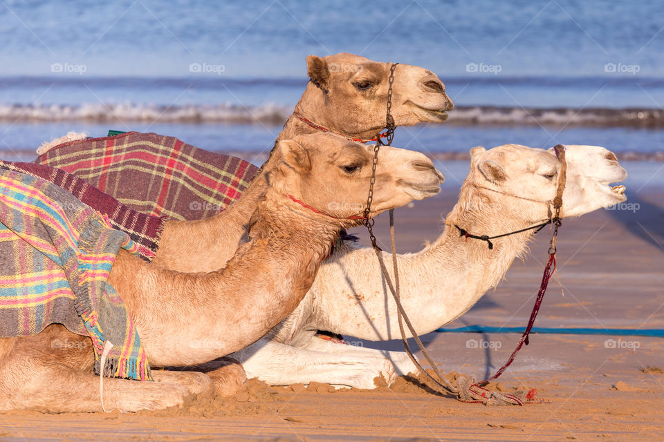 Three Middle Eastern camels resting at the beach