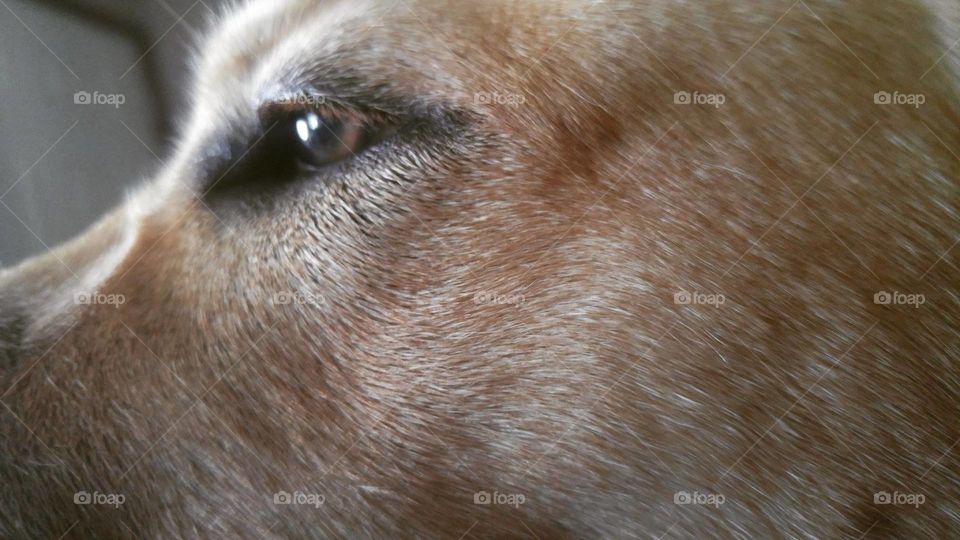 close up of the pup