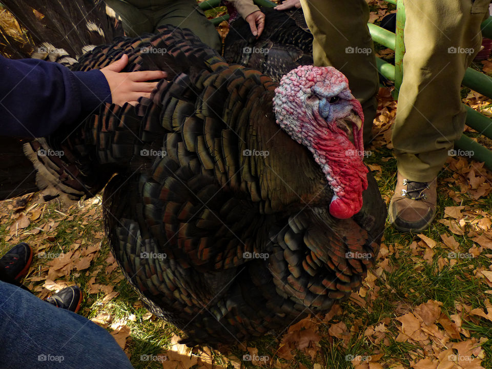 Female Turkey