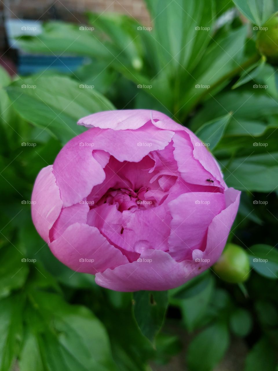 close up of Peony bloom