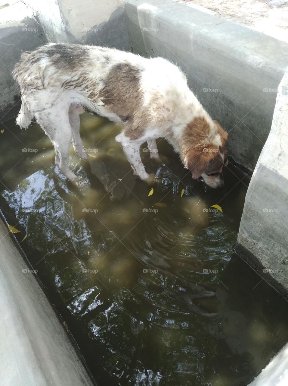 a street dog drinking water from a water tank which is only for pet animals, water is in the tank