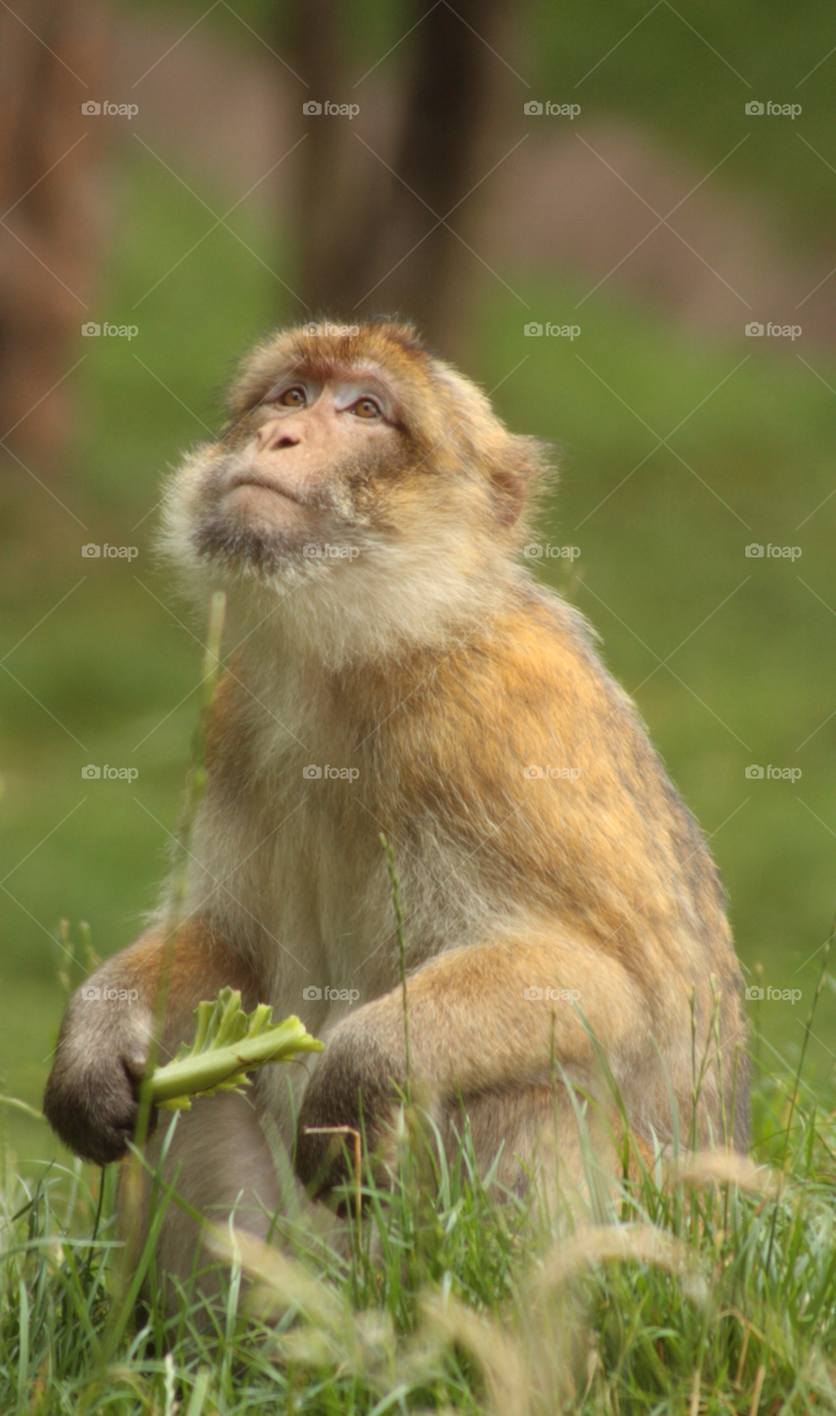 animal wildlife monkey behaviour by loz091262