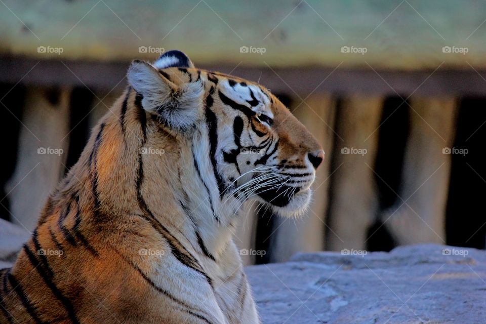 Regal tiger