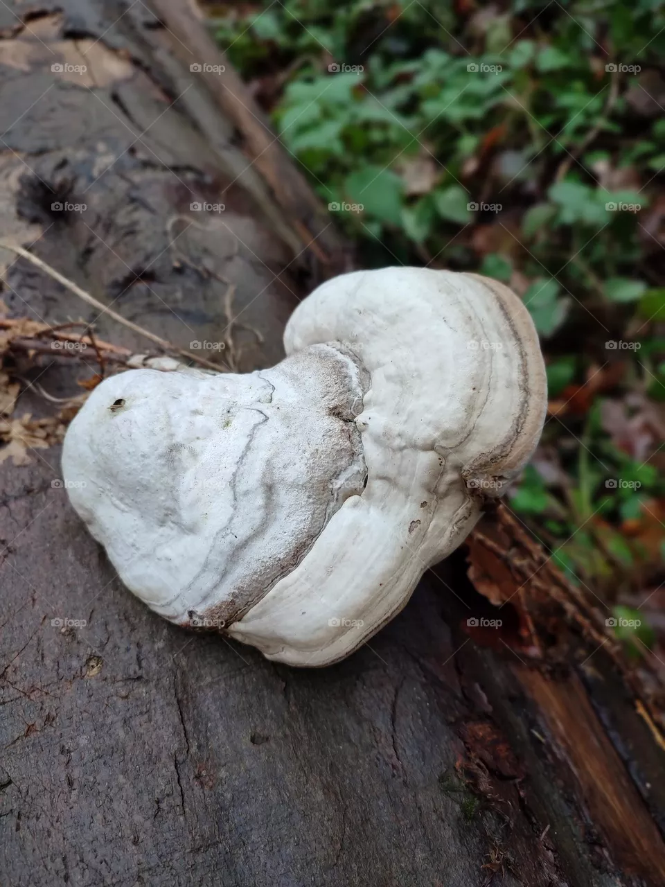 Mushroom