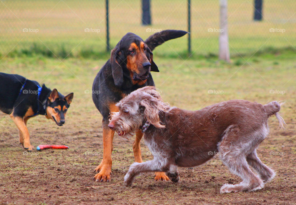 The dogs at the dog park were super energetic this week and all toys were fair game.  They soon gave up on the toys because it was more fun chasing and socializing with the other dogs. 