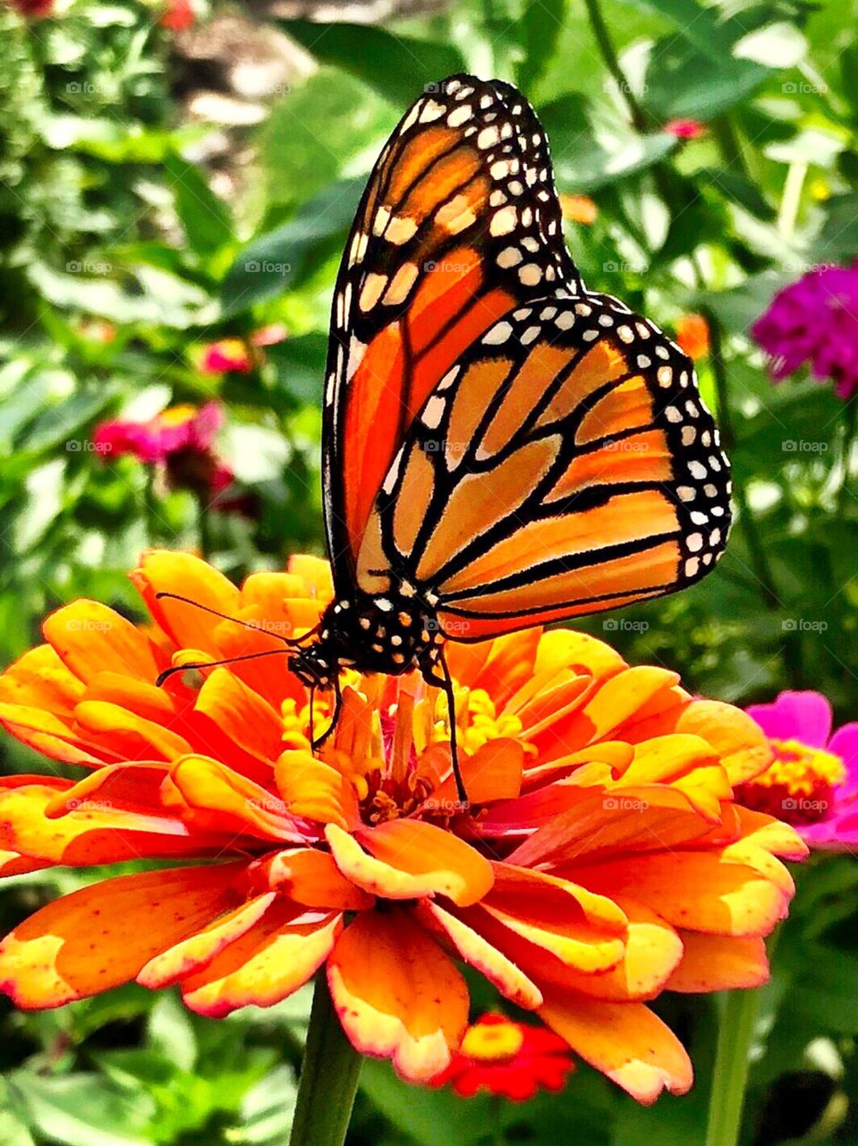 Beautiful butterfly in Indiana 