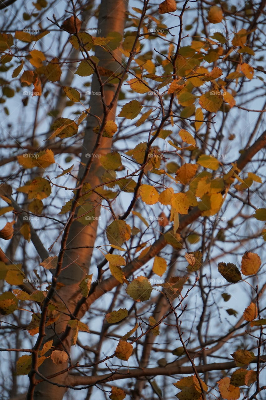 Birch tree and fall foliage at golden hour.