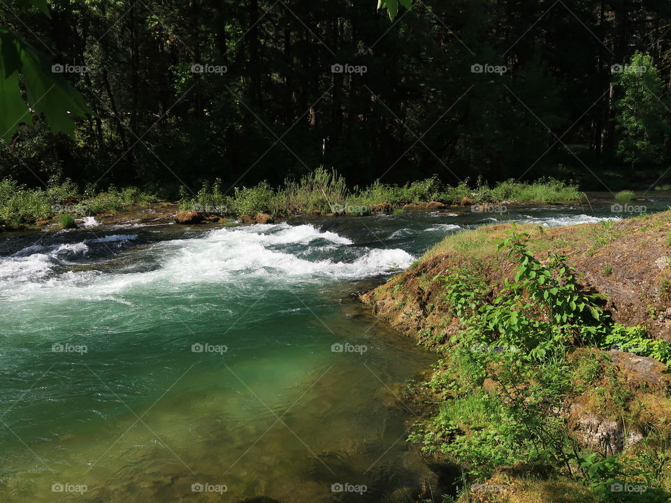 Beautiful green foliage covers the banks of Blue River as it rushes by on a sunny spring day in Western Oregon. 