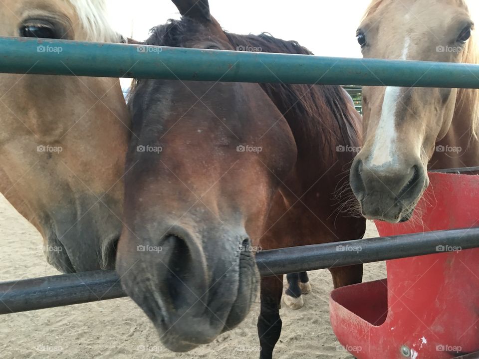Horses poking heads through corral fence