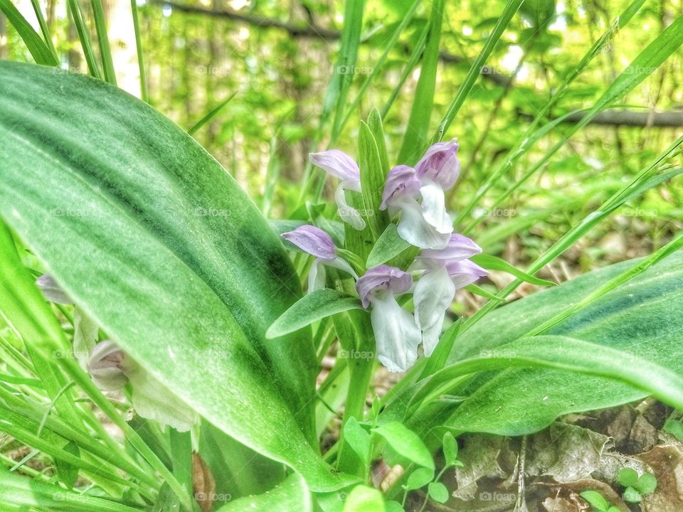 wild orchid in the forest