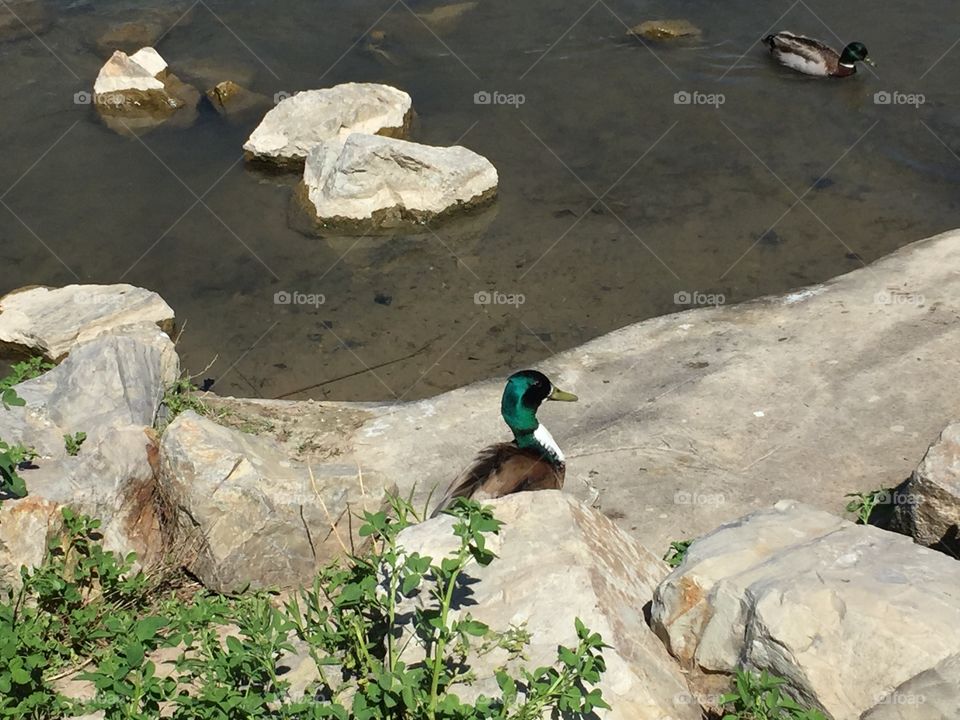A Daddy Duck Camouflaged. Copyright © CM Photography. May 2019.