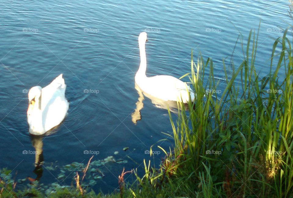 swan couple