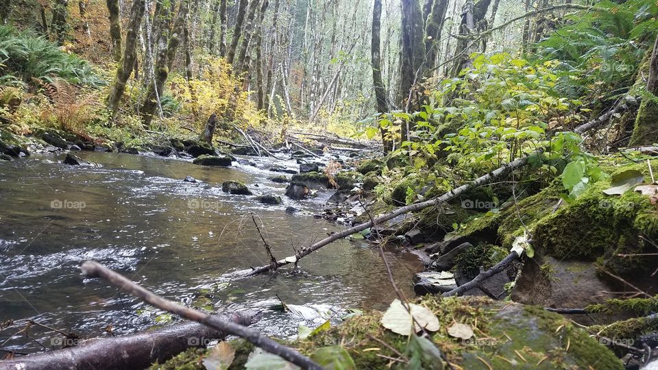 Water, Stream, River, Wood, Nature