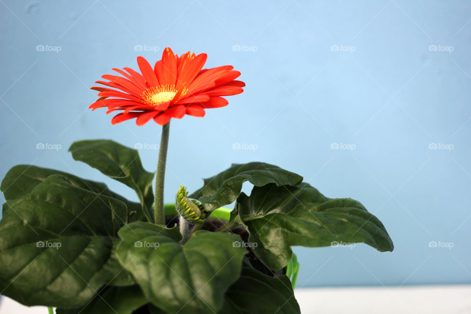 The indoor red flower in green pot on white table