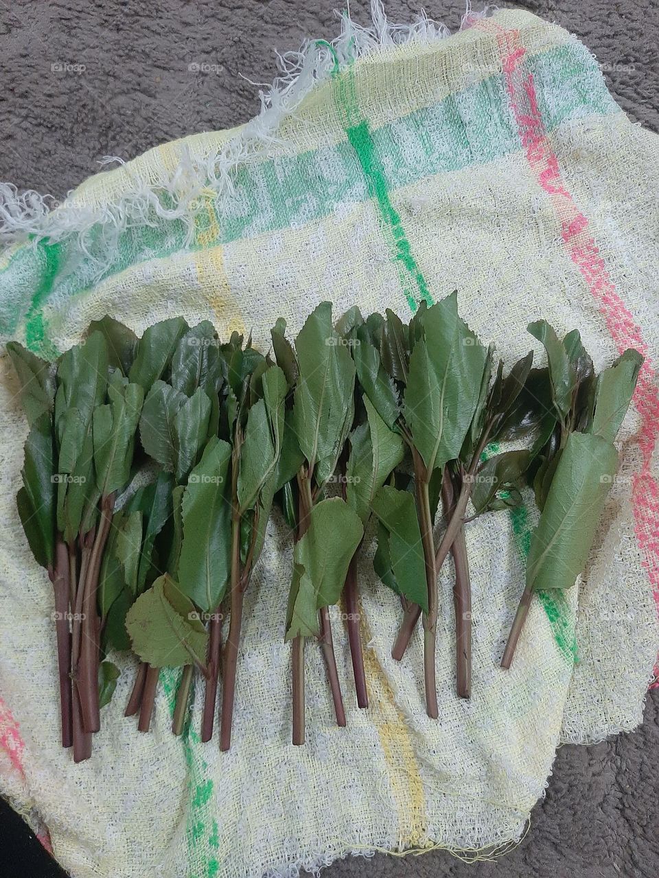 Please, I want you to support me, I need your help, I am poor, I need dollars, please