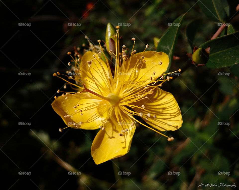 Yellow Flower