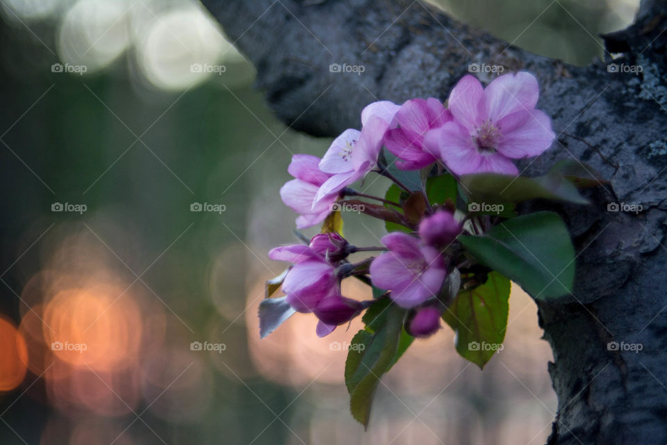 an apple flower. beautiful apple trees in our town