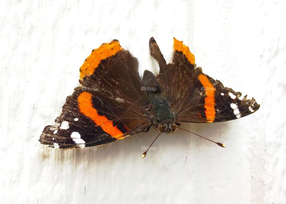 Orange white and brown butterfly on white wall