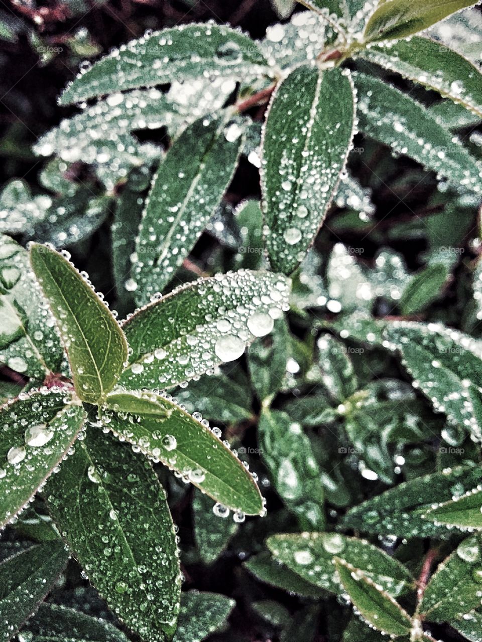 Frozen drops on green leaf