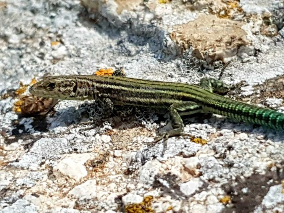 Lizard#animal#wild#nature#rock