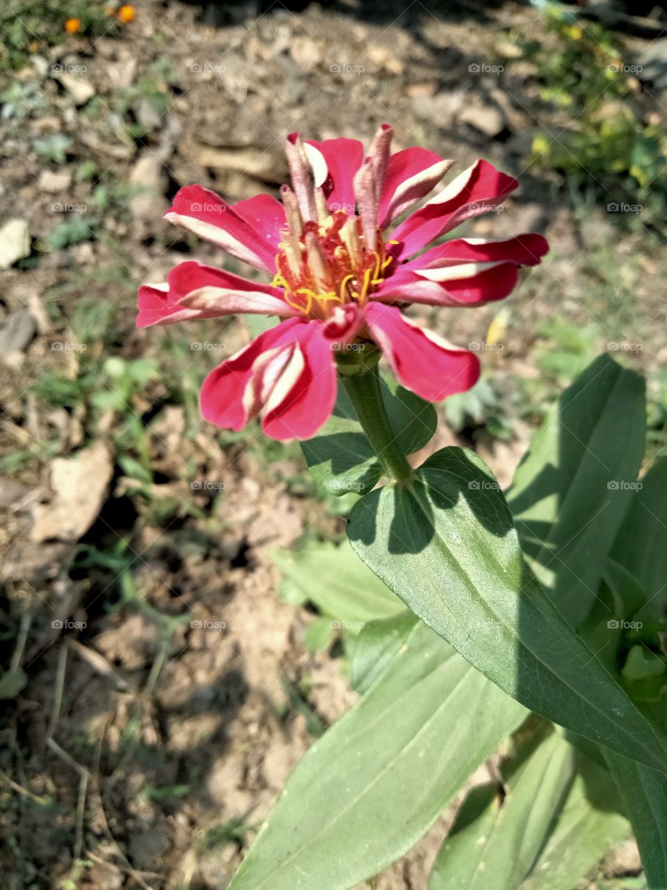 Zinnia elegans known as youth-and-age, common zinnia or elegant zinnia, is an annual flowering plant in the daisy family Asteraceae.