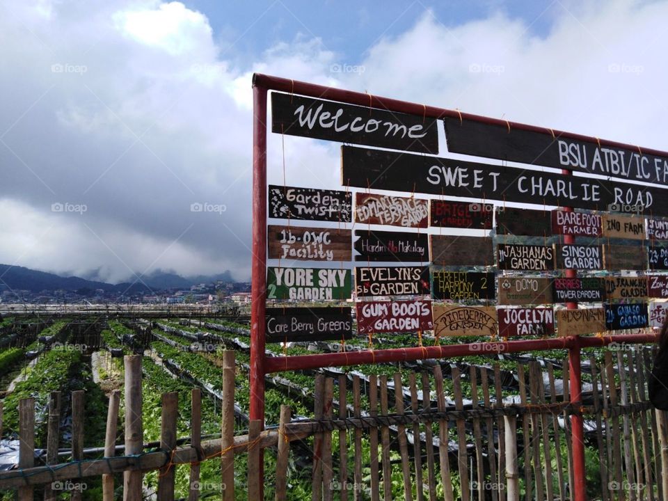 Strawberry farm at Baguio City