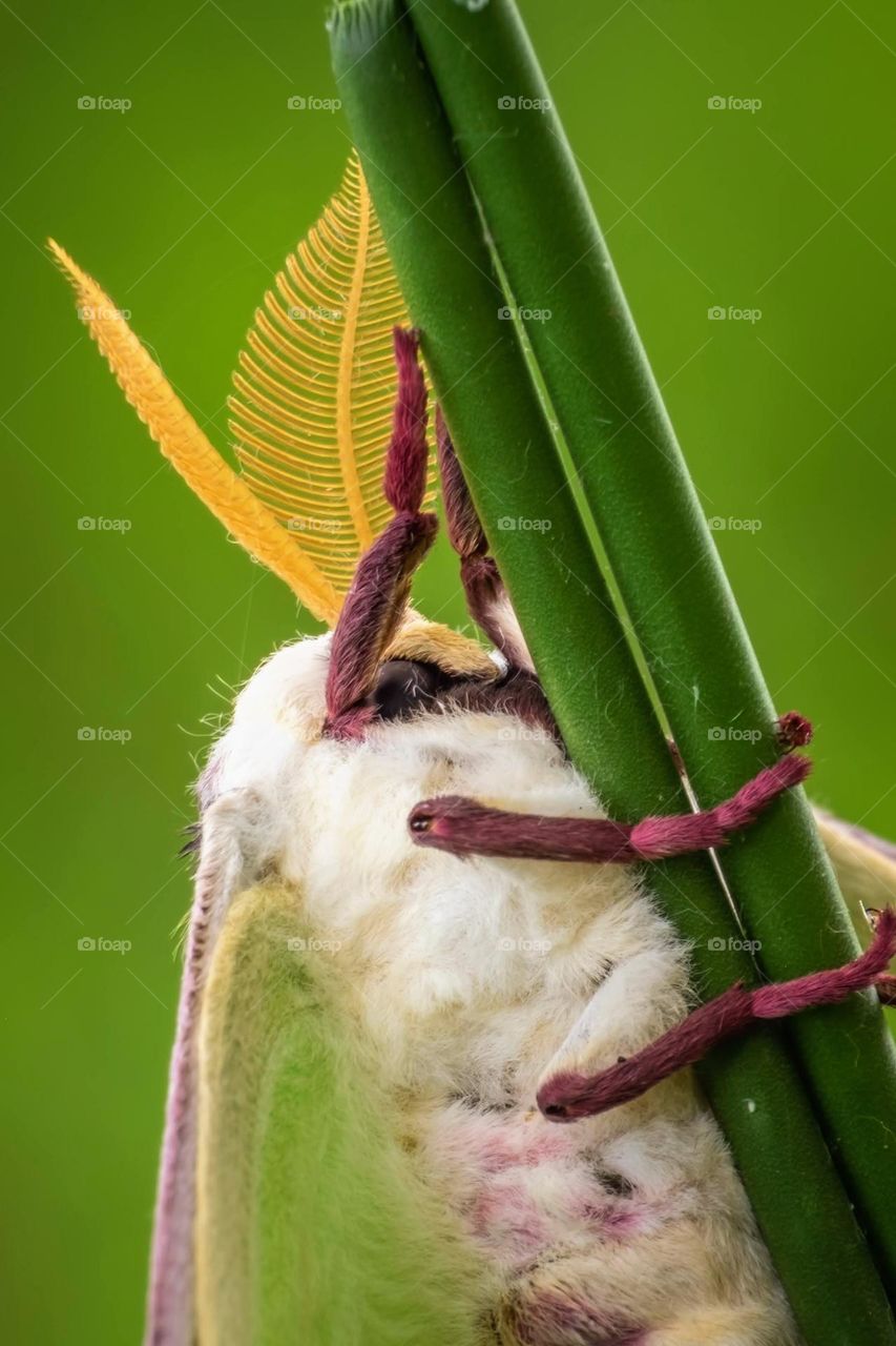 Close-up of a male Luna Moth (Actias luna). 