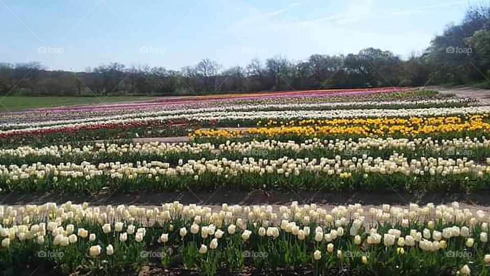 Tulip Fields