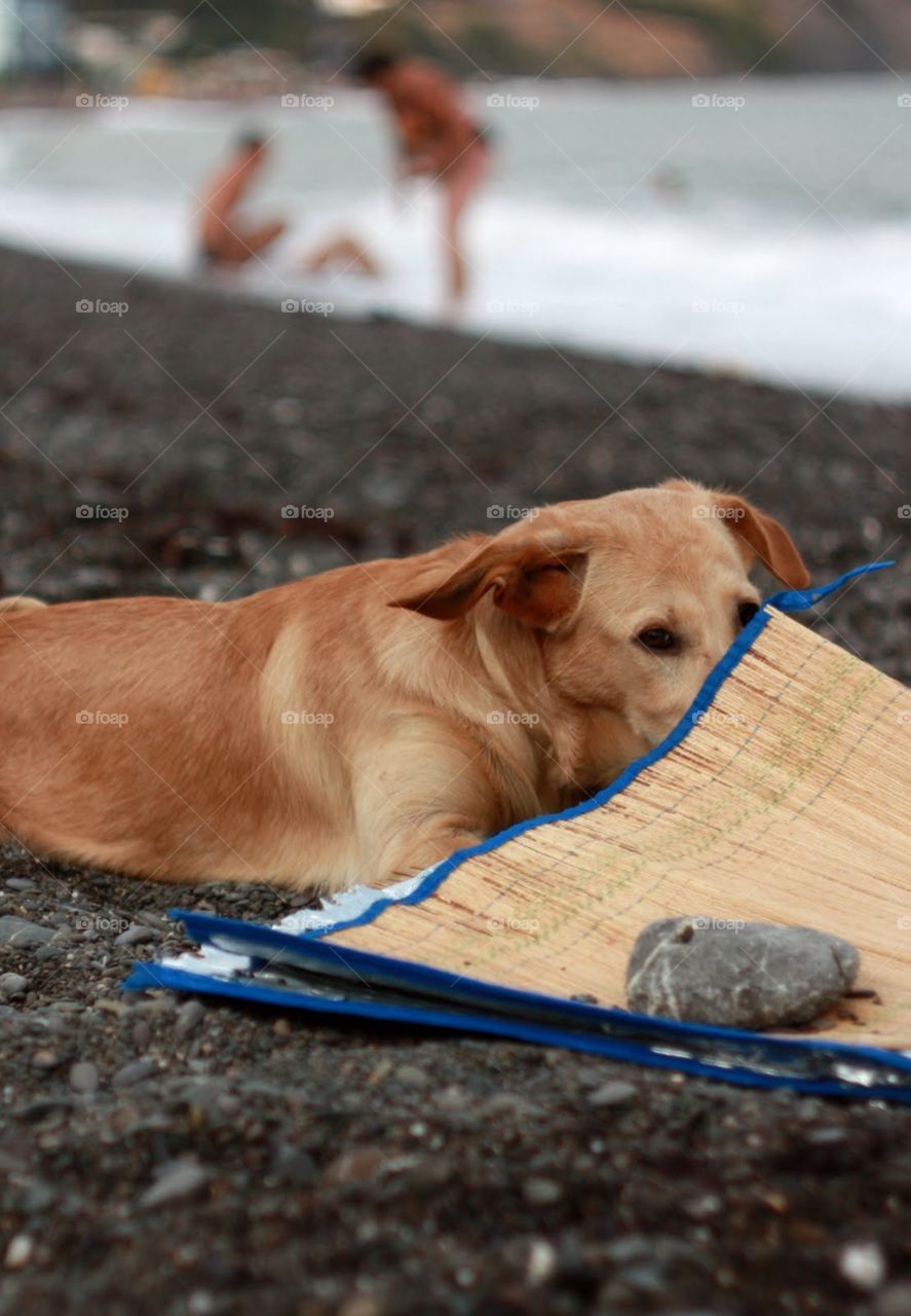 No Person, Dog, Mammal, One, Portrait